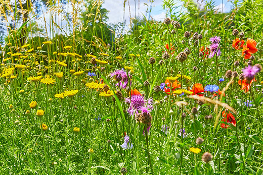 Blumenwiese Bild 3