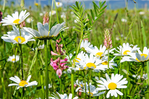 Blumenwiese Bild 5