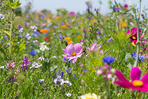 Blumenwiese Bild 6