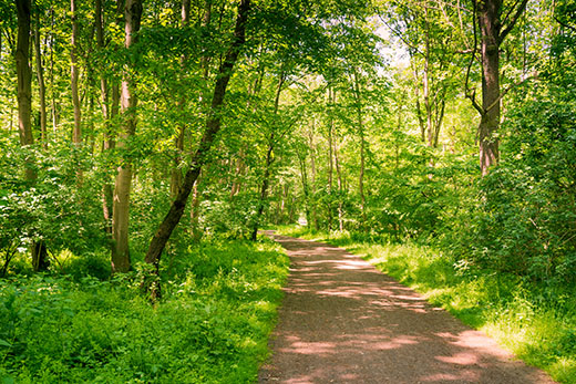 Spaziergang im Grünen Bild 4